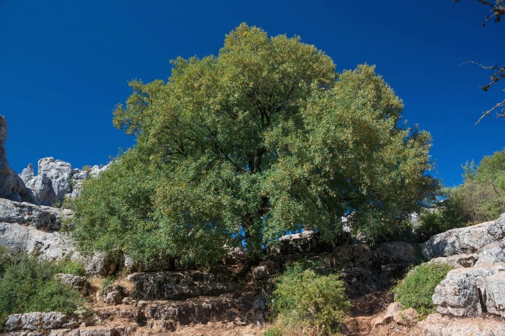 Acer monspessulanum: el arce que prospera en suelo calizo y seco