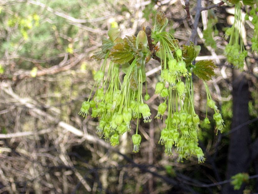 Floración amarilla del Acer opalus antes de la brotación