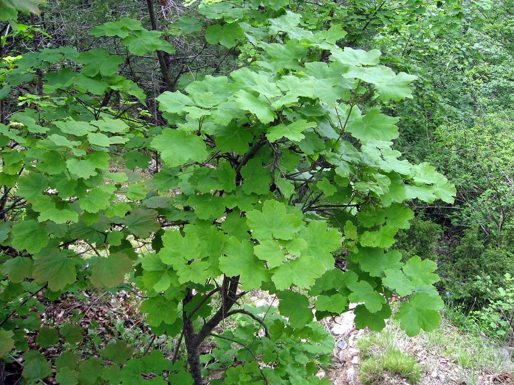 Acer opalus: cultivo del arce blanco en suelos calizos