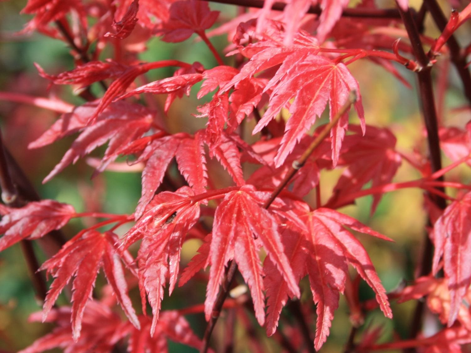 Acer palmatum Deshojo: cultivo, riego y poda del arce rojo