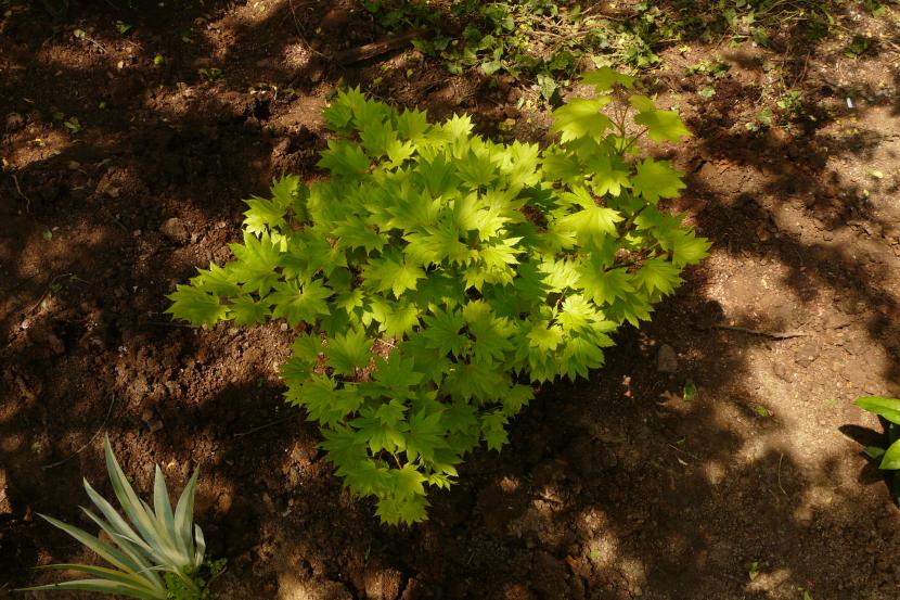 Hojas redondeadas y doradas de Acer shirasawanum Aureum