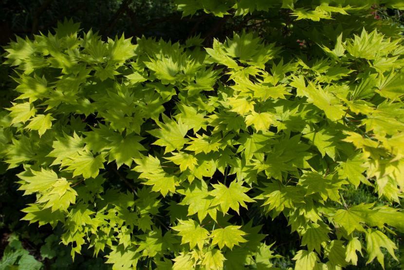 Acer shirasawanum: cultivo del arce de luna llena