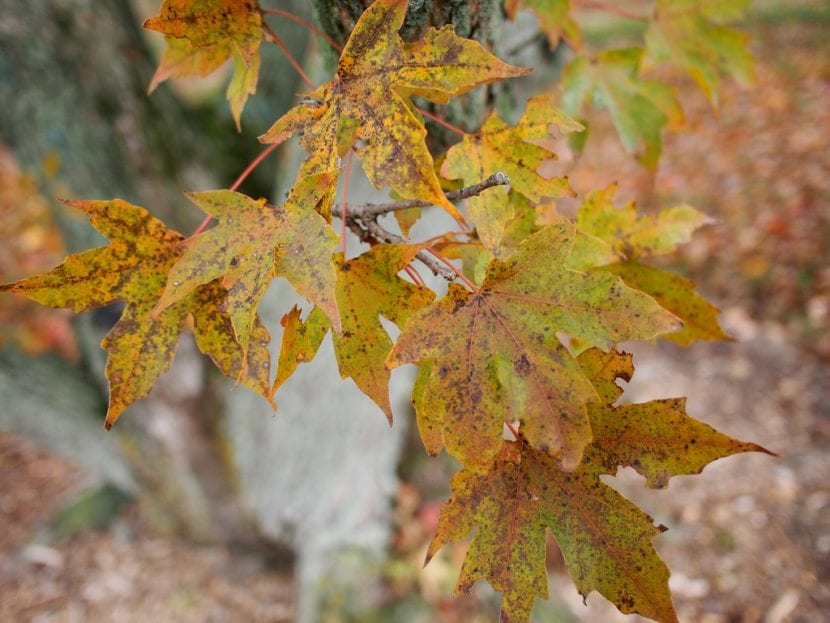Acer truncatum con la coloración anaranjada del otoño