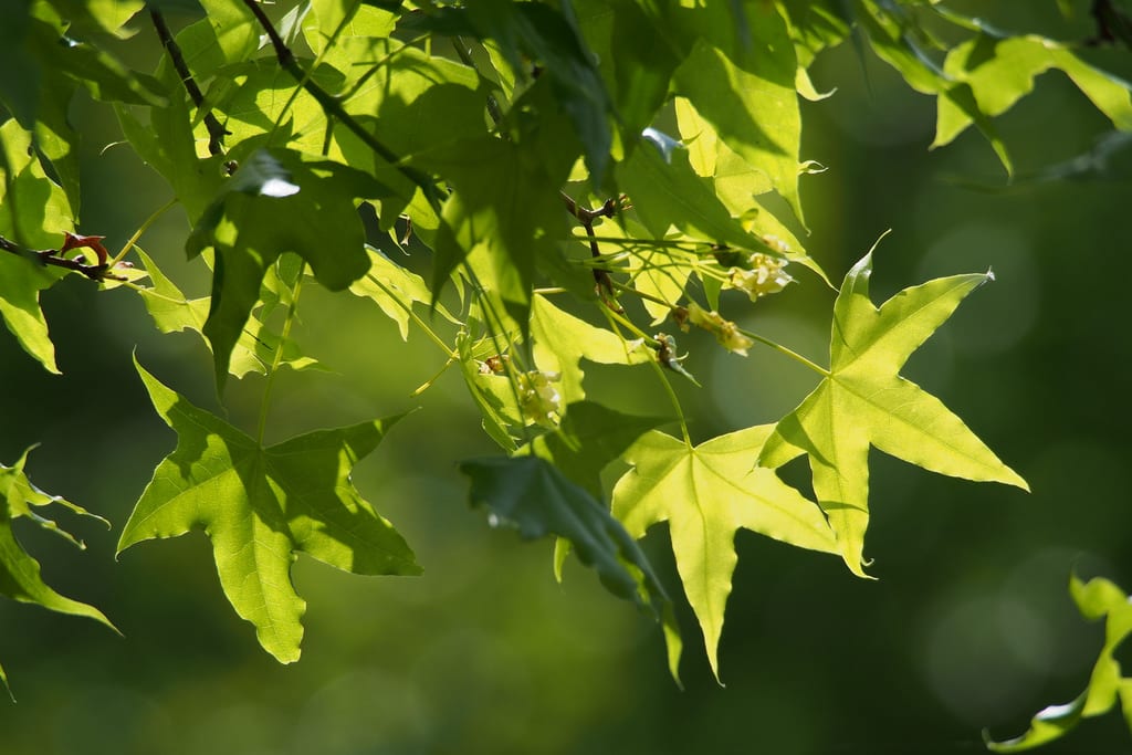 Acer truncatum: el arce que tolera la cal y el calor