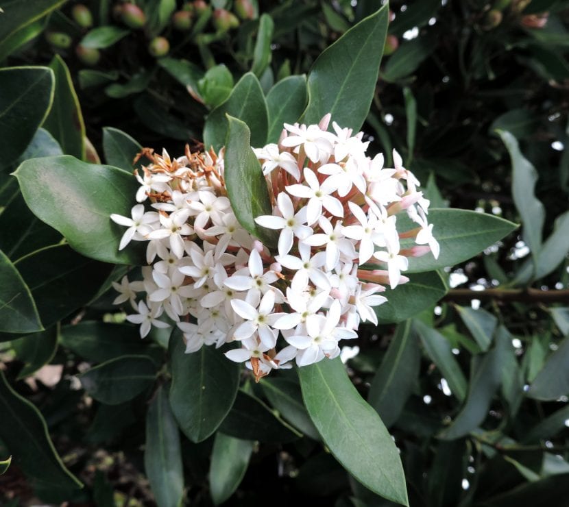 Flores blancas y perfumadas de Acokanthera oblongifolia