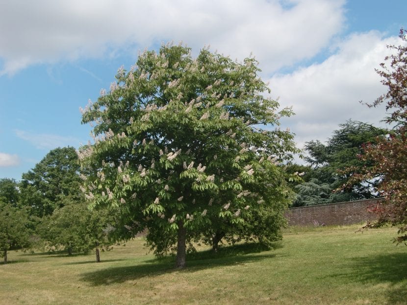 Ejemplar adulto de Aesculus turbinata con su follaje palmeado
