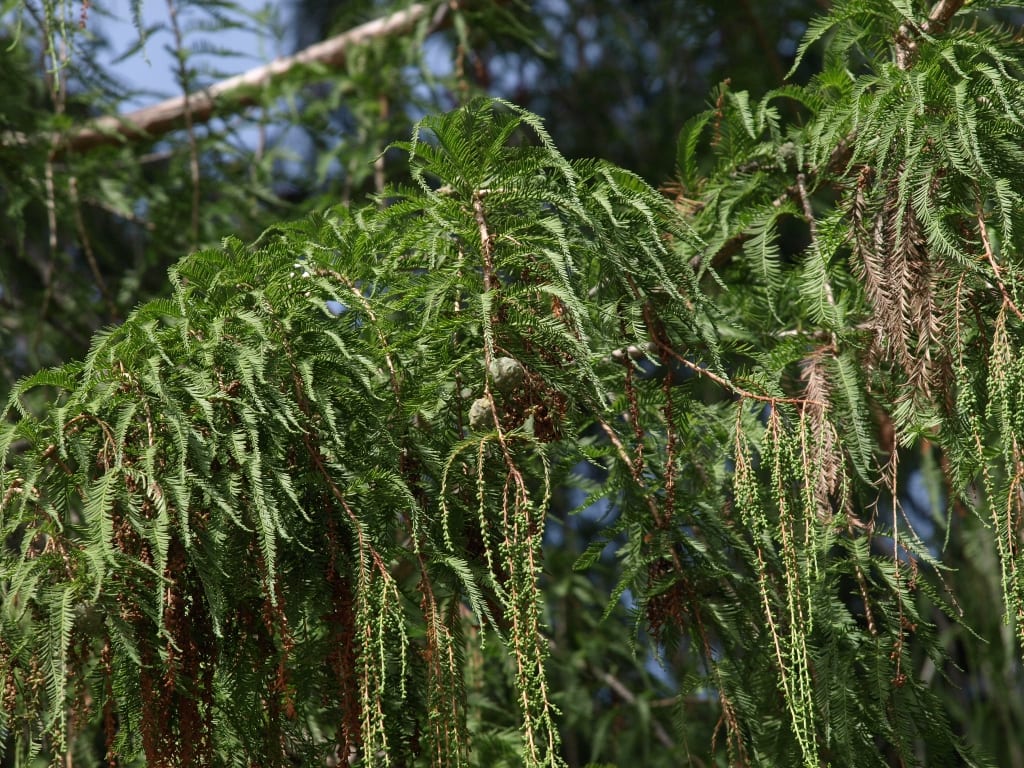 Ahuehuete (Taxodium mucronatum): cultivo, riego y cuidados