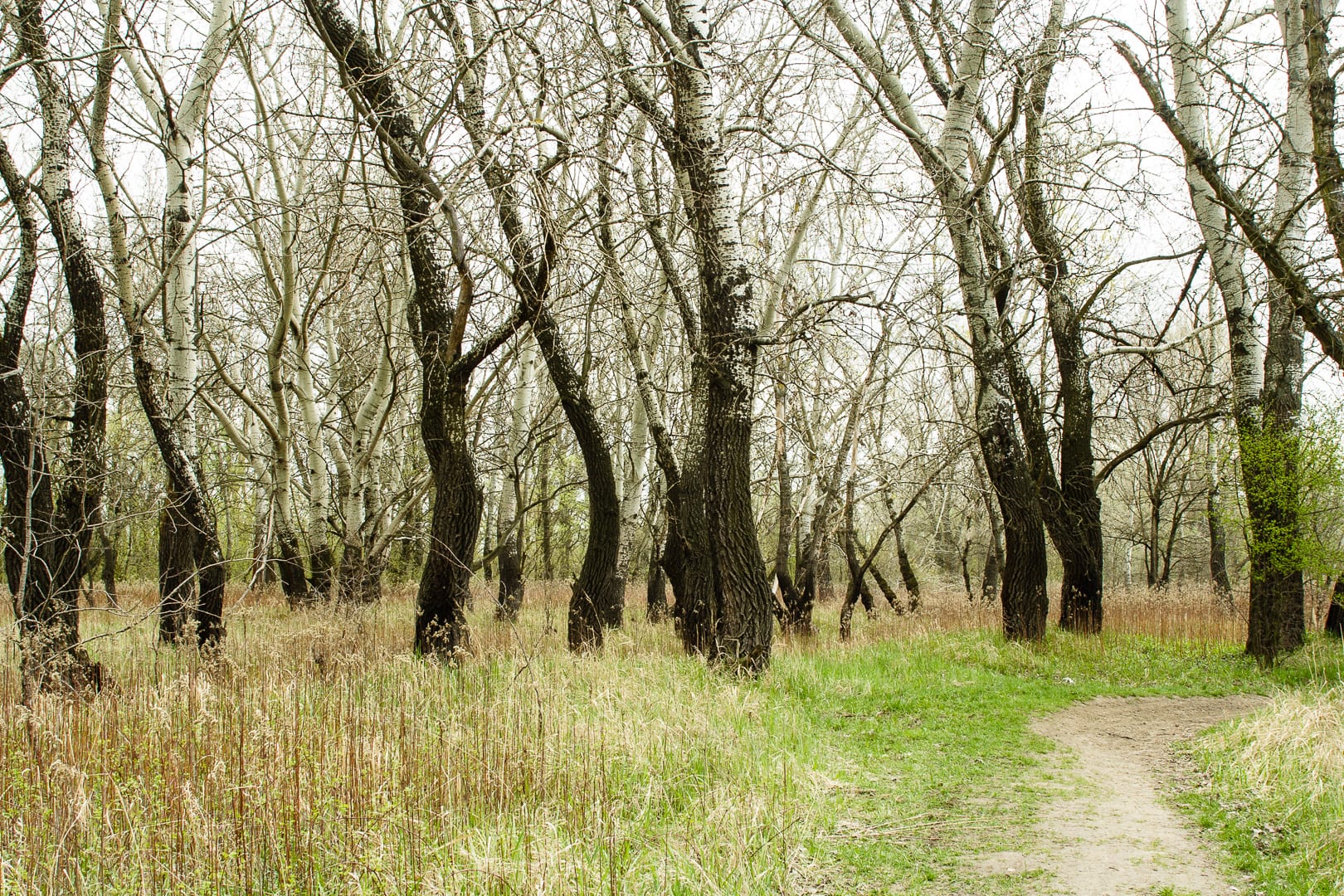 Bosque de álamos blancos con troncos claros