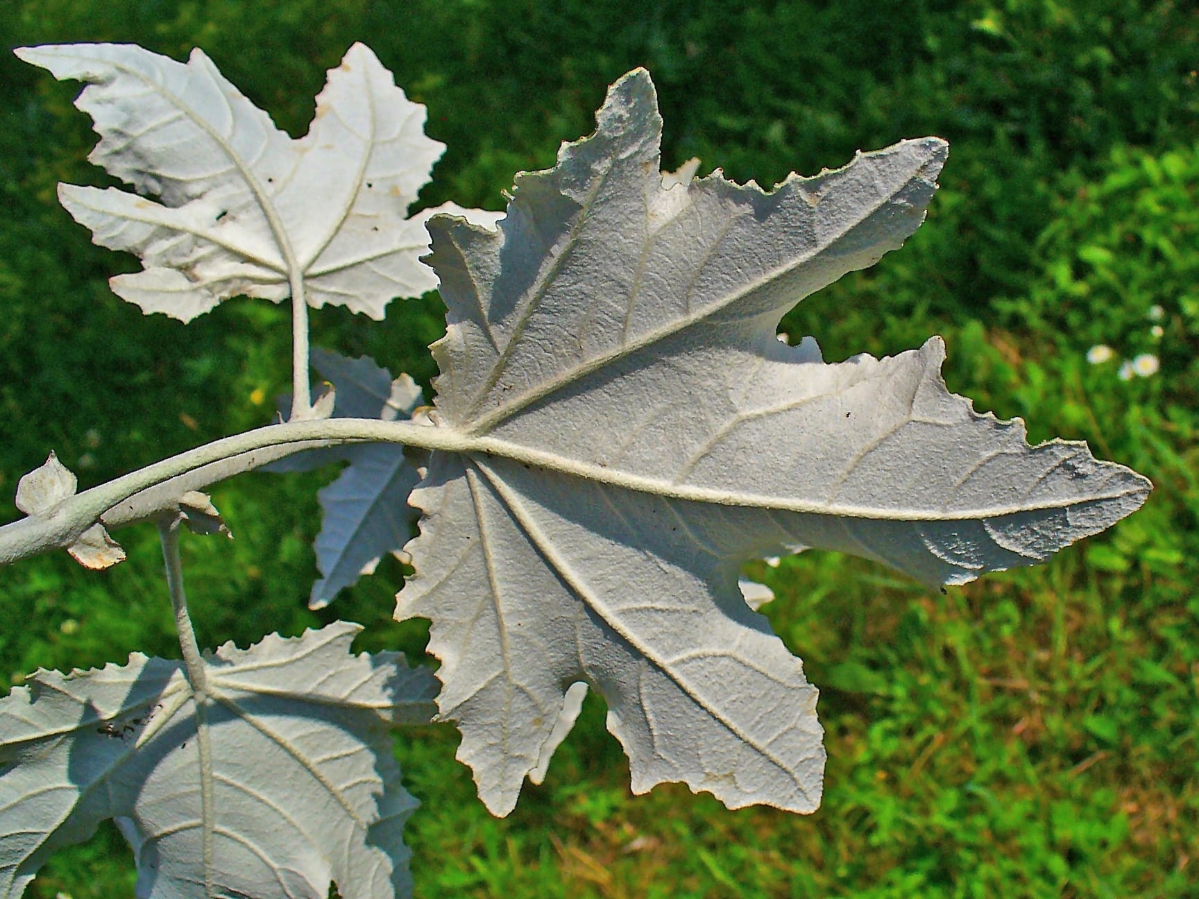 Álamo blanco (Populus alba): cuidados, poda y distancias