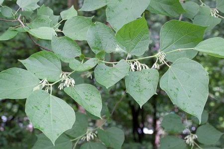 Floración del Alangium chinense con sus flores blancas de pétalos recurvados