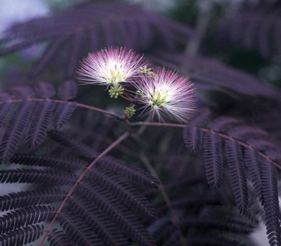 Follaje color chocolate de Albizia julibrissin Summer Chocolate