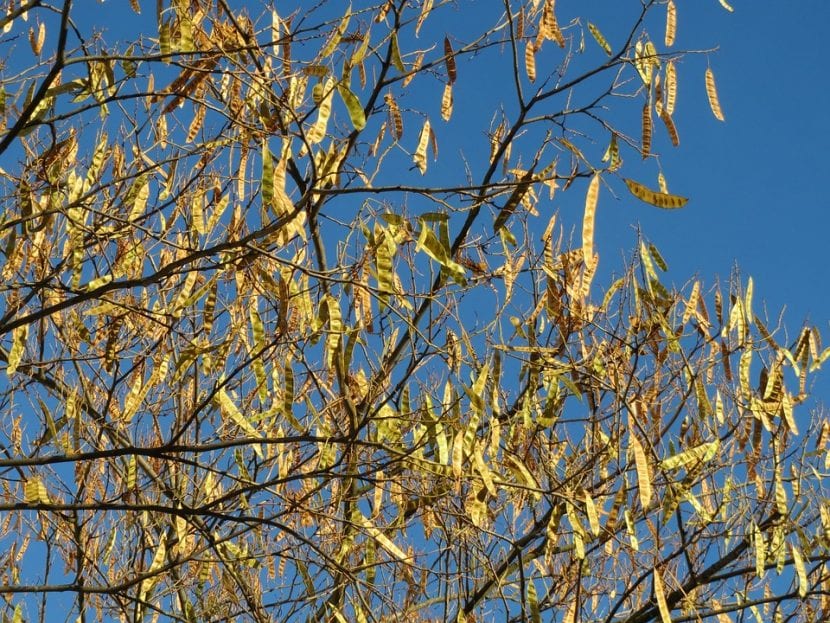 Legumbres maduras de albizia
