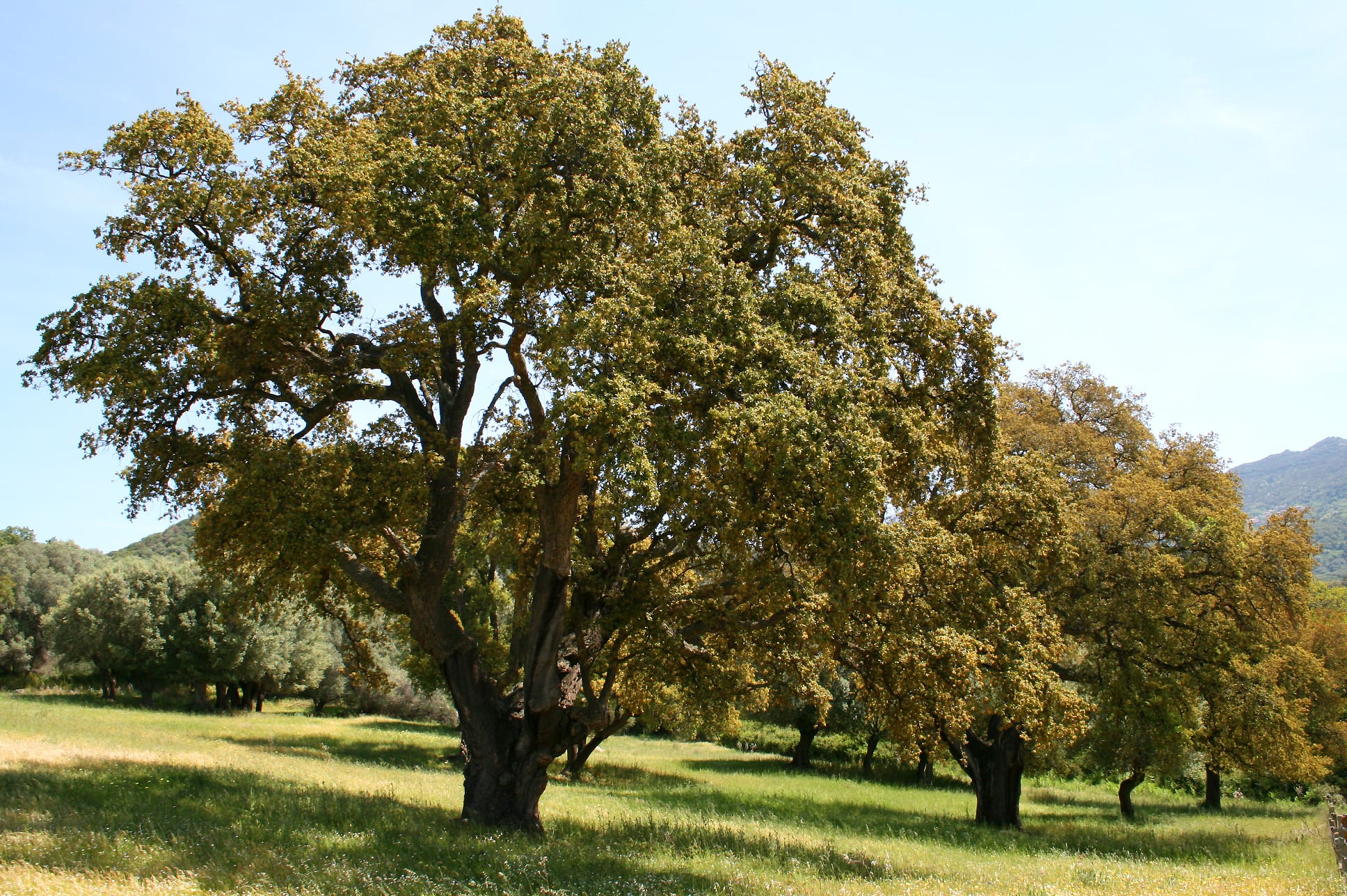 Alcornoque (Quercus suber): cultivo, suelo y corcho