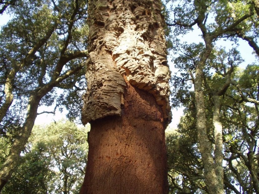 Tronco de alcornoque con la corteza de corcho agrietada