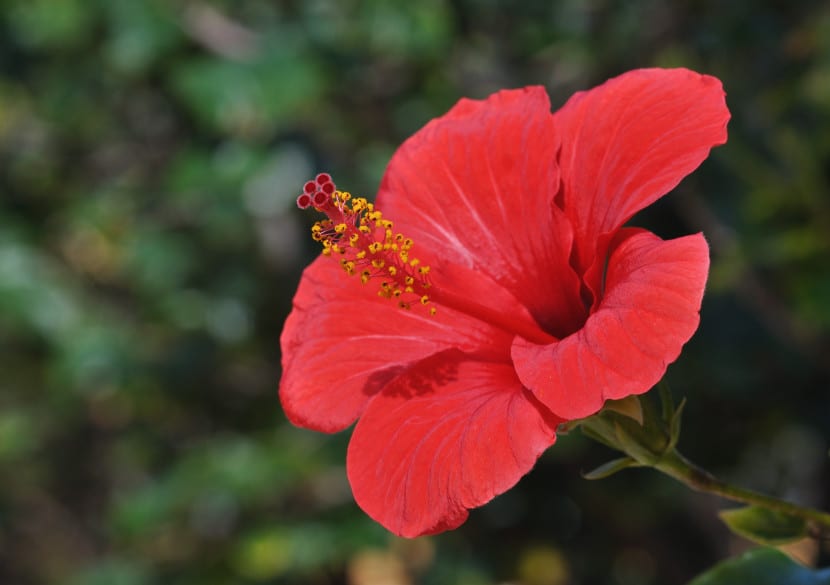 Flor de hibisco abierta