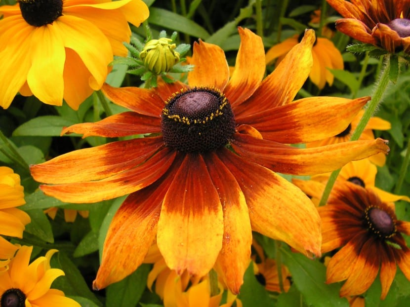 Flores amarillas de Rudbeckia hirta con el centro oscuro