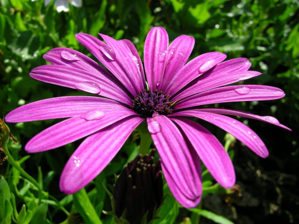 Plantas con flor en otoño para jardín y maceta