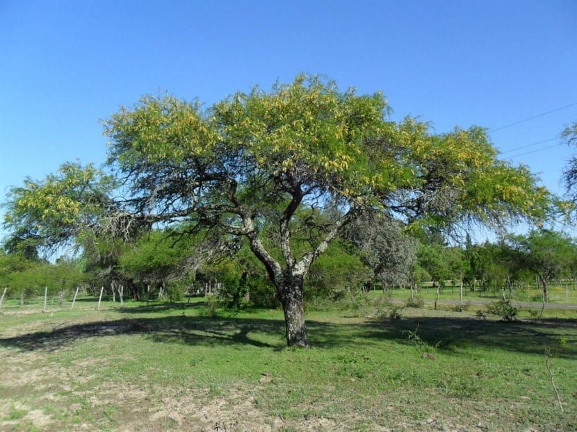 Algarrobo: cultivo, cosecha y usos de la algarroba
