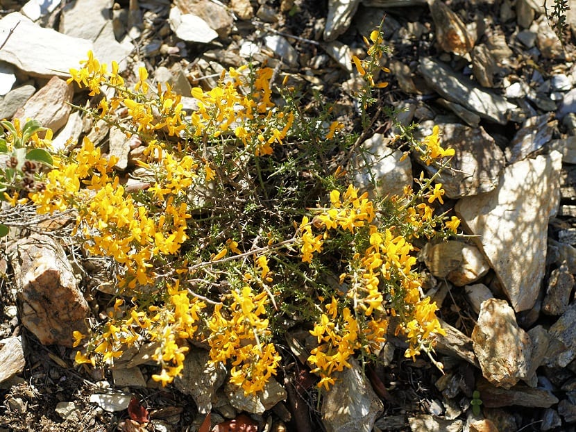Arbusto de aliaga con flores amarillas creciendo entre piedras