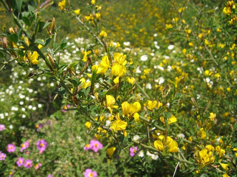Aliaga (Calicotome spinosa): cultivo, cuidados y poda