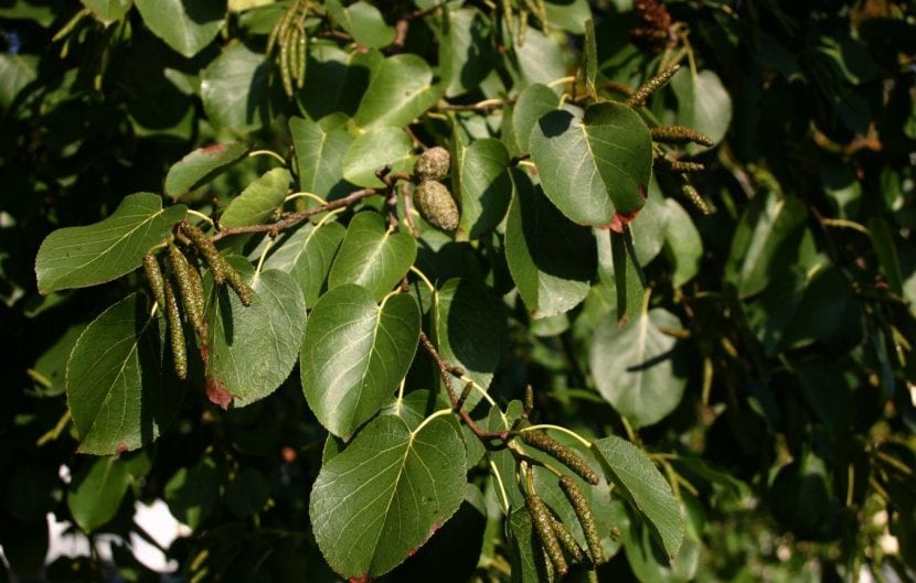 Hojas acorazonadas y brillantes del aliso napolitano (Alnus cordata)