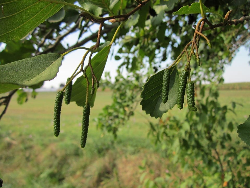 Hojas de Alnus glutinosa con el ápice escotado