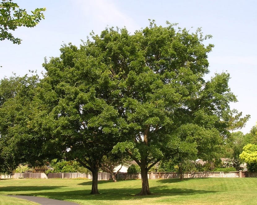 Almez chino (Celtis sinensis): cuidados, cultivo y usos
