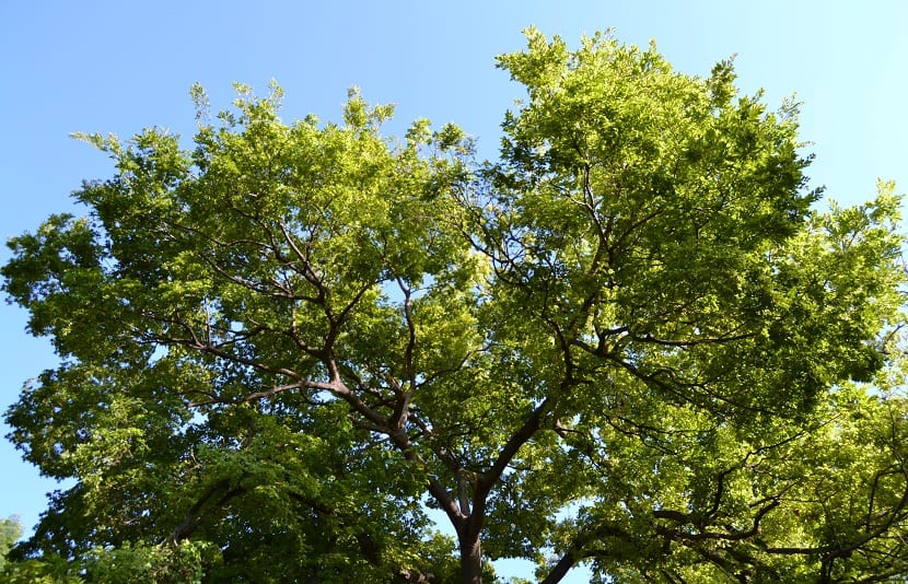 Ramas altas de un árbol de la especie Celtis sinensis