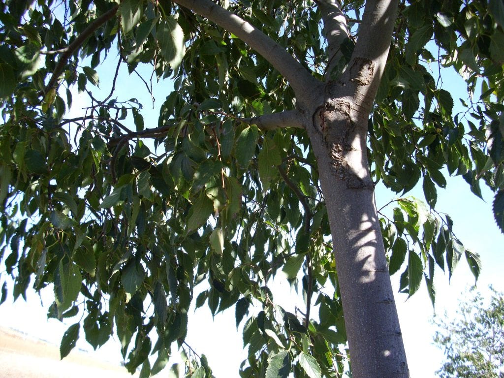 Almez (Celtis australis): características, cultivo y usos