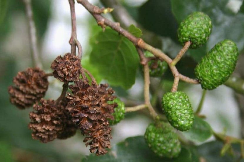 Frutos leñosos en forma de piña del Alnus glutinosa