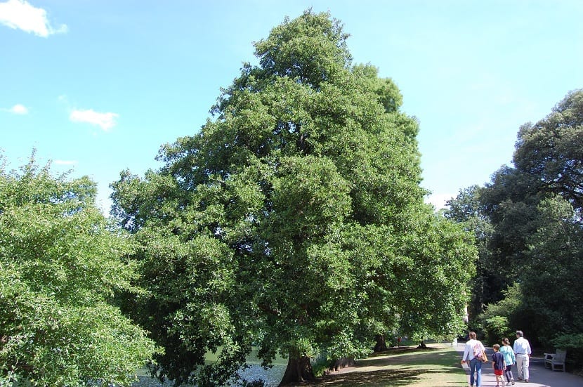 Aliso (Alnus glutinosa): cultivo, suelo, poda y plagas