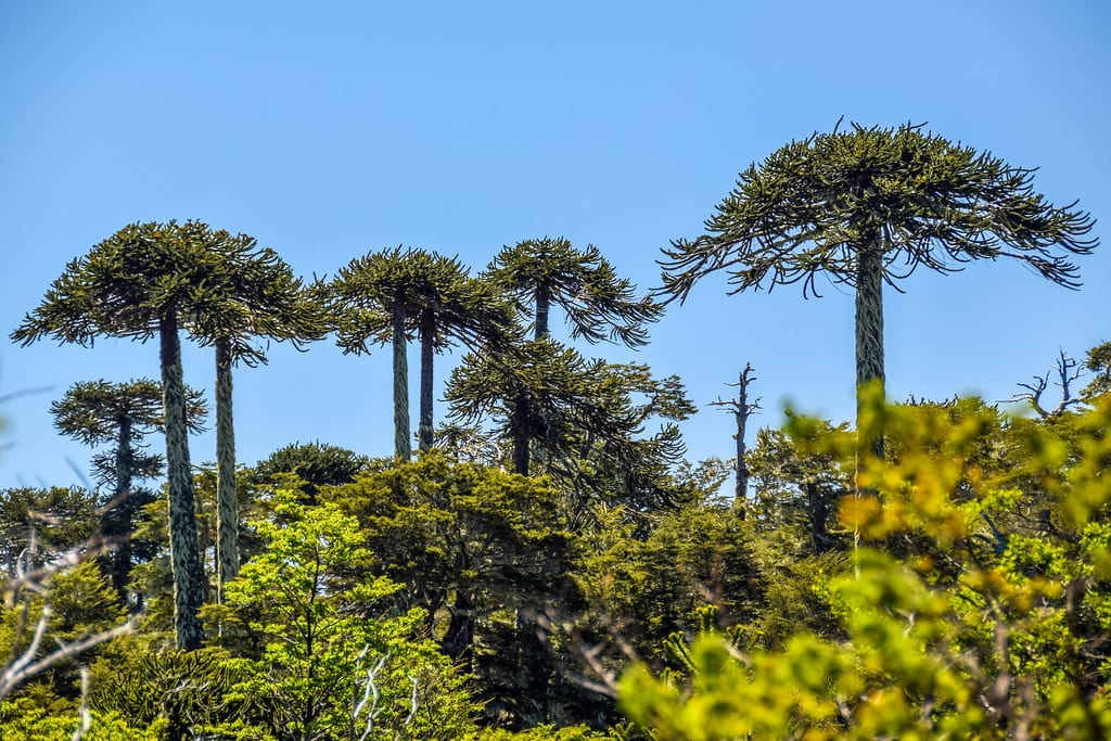 Araucaria araucana: dónde plantarla y cómo cuidarla