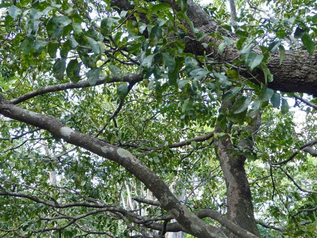 Árbol de ébano: cultivo, cuidados y madera negra