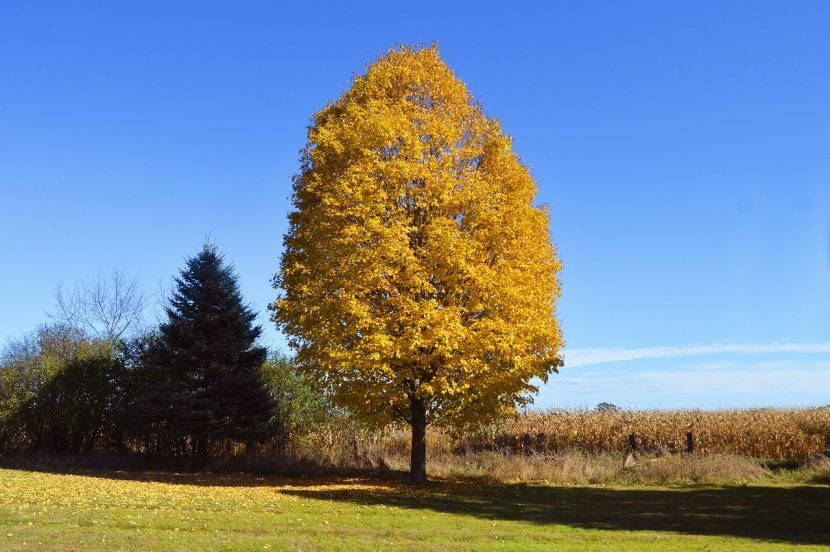 Árbol con el follaje amarillo en otoño
