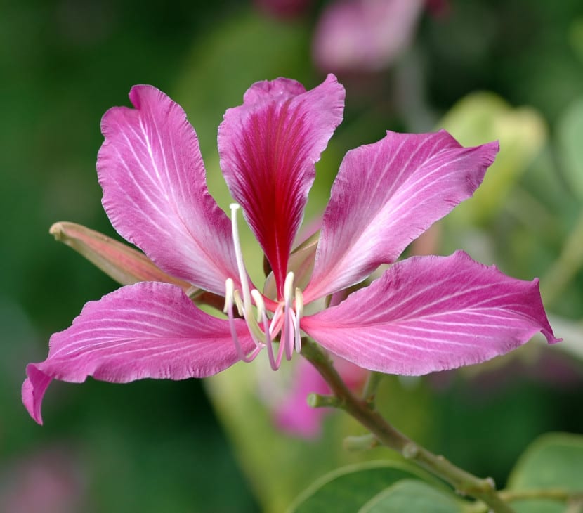 Flor magenta de Bauhinia blakeana, la orquídea de Hong Kong