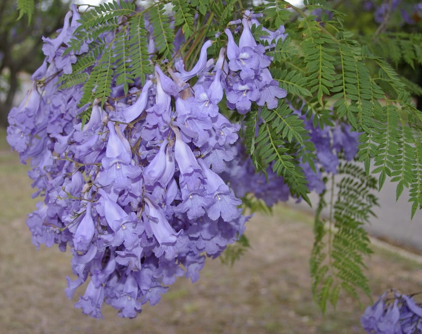Jacaranda mimosifolia en plena floración azul violácea