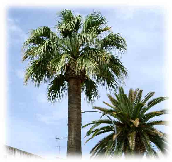 Palmera joven recién plantada en un jardín