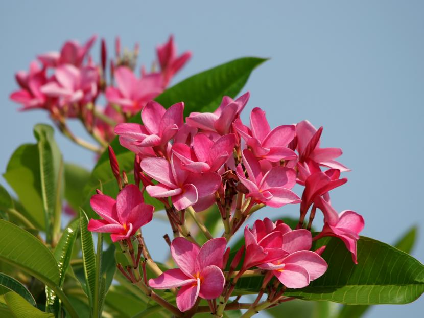 Flores rosas de Plumeria rubra
