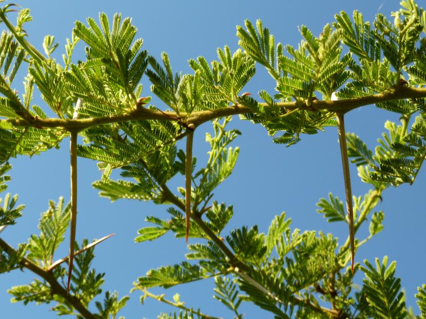 Espinas blancas y rectas de una acacia de sabana