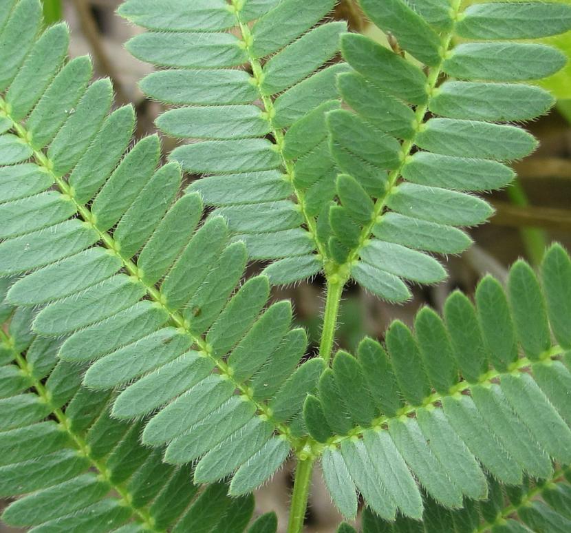 Hoja bipinnada de acacia con folíolos diminutos