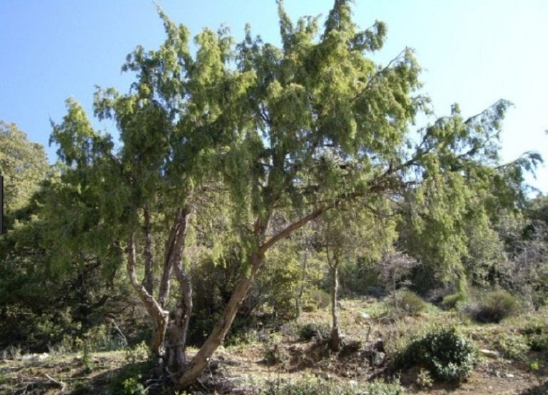 Enebro de la miera, conífera de matorral seco mediterráneo
