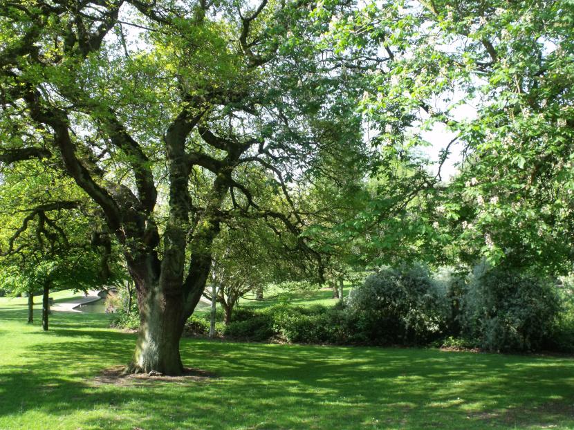 Cómo elegir el árbol adecuado para tu jardín