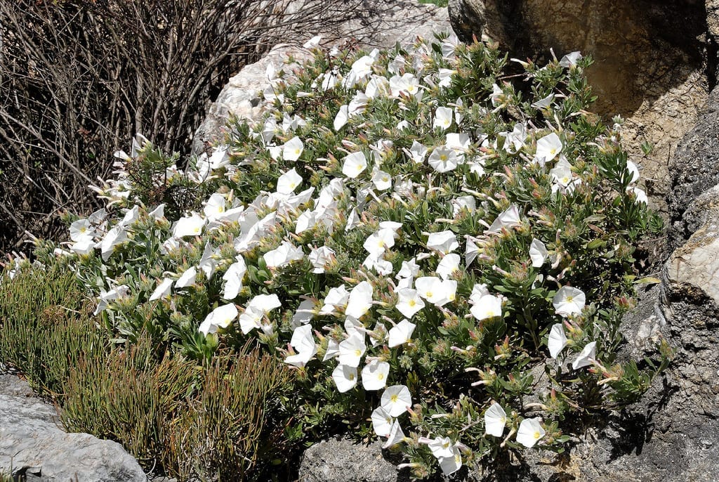 Convolvulus cneorum: cuidados, riego, poda y esquejes