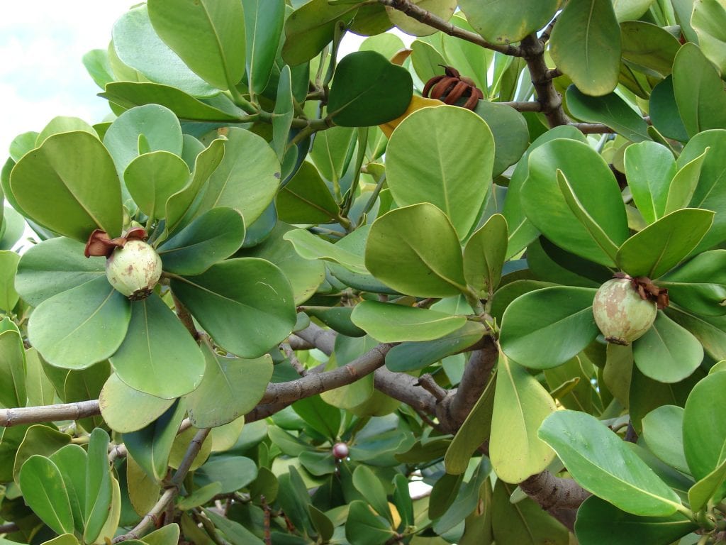 Hojas gruesas y coriáceas de Clusia rosea, el copey