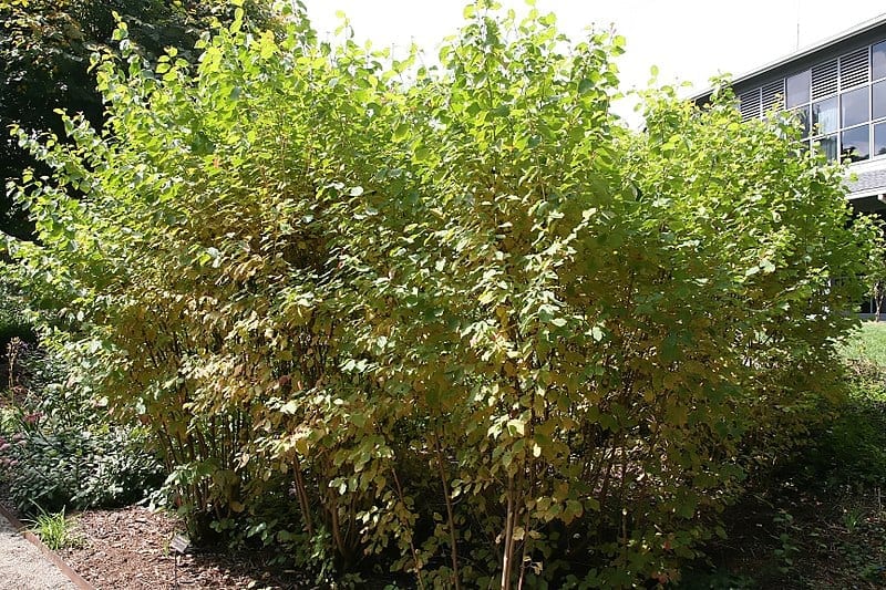 Cornus sanguinea: cultivo, poda y ramas rojas
