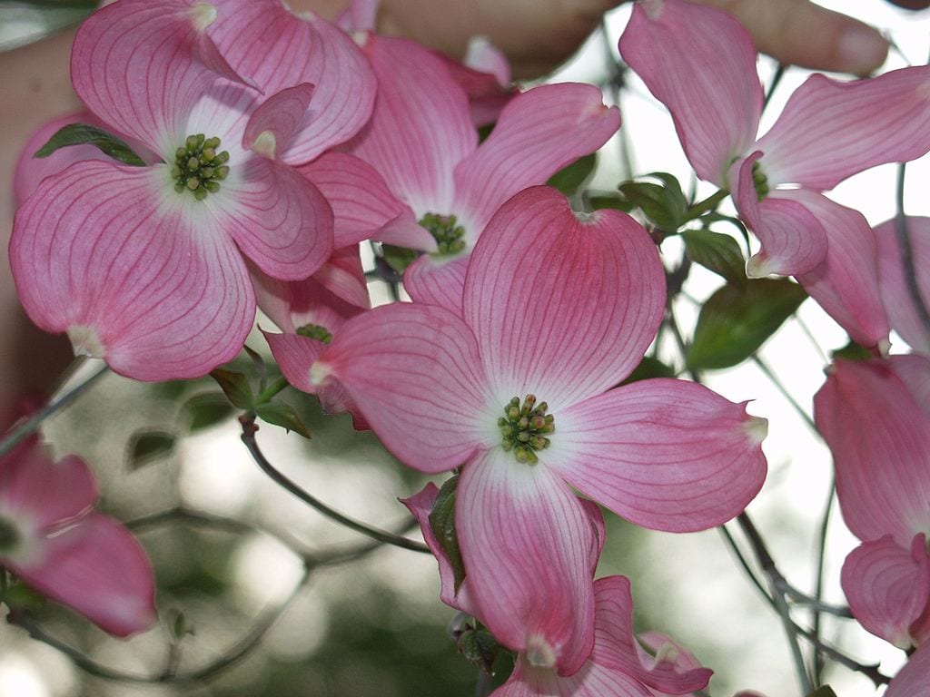 Cornus o cornejo: especies, cuidados y poda correcta