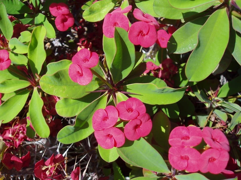 Corona de espinas: cuidados de la Euphorbia milii