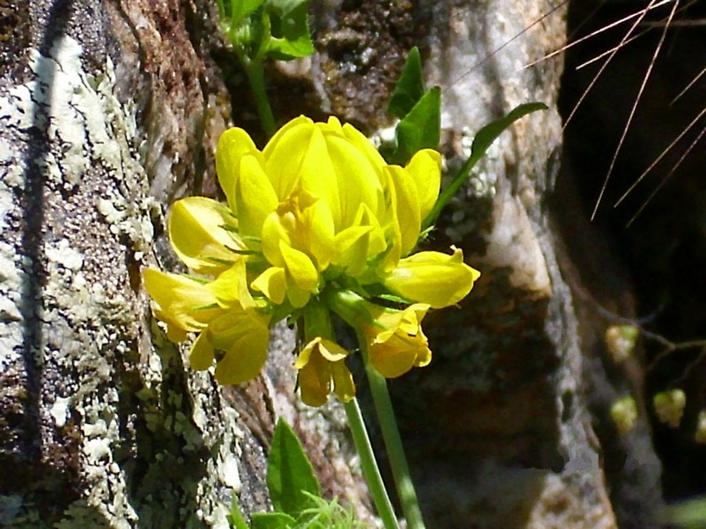 Coronilla juncea: arbusto de secano para xerojardín y costa