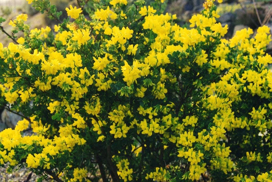 Coronilla glauca, cuidados de un arbusto de flor invernal
