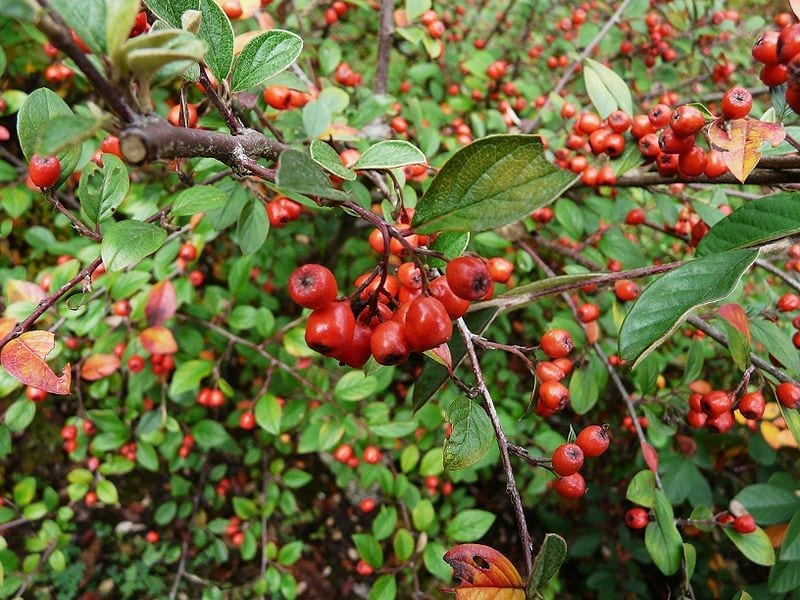 Frutos anaranjados del Cotoneaster franchetii en otoño